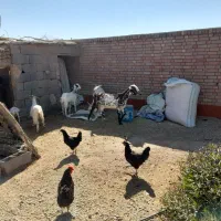 ۵عددگوسفند