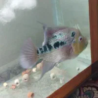 اولین نژاد ماهی فلاور هورن خاص و نایاب