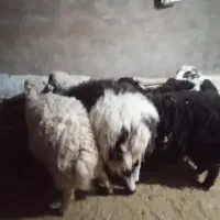 فروش بره نر و ماده|حیوانات مزرعه|کرمان, |دیوار