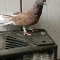 کبوتر تهرانی به شب گرفتم|پرنده|زابل, |دیوار