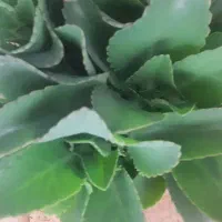 فروش نخل مرداب.کاکتوس.گل کاغذی.اشک تمساح|گل و گیاه طبیعی|کرمانشاه, |دیوار