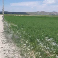 فروش زمین 5000 و 12000متری در سربست سپیدان|فروش زمین و ملک کلنگی|شیراز, عفیف‌آباد|دیوار