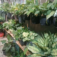 انواعه پتوس باباآدم وگلهای خونگی