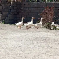 فروش غاز محلی ماده