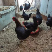 مرغ بلک استار|حیوانات مزرعه|اصفهان, کوی امیریه|دیوار