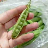 فروش نخود فرنگی