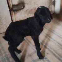 بره شیری نر