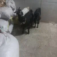 بزغاله خرج خور بزرگ