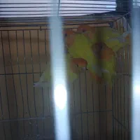 طوطی کوتوله برزیلی.نژاد اوپال کله نارنجی|پرنده|اصفهان, آبشار|دیوار