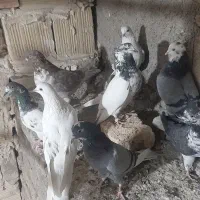 ۱۲ عدد کفتر پرشی|پرنده|گلستان (تهران), |دیوار