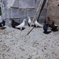 جوجه بهبهانی ودورک|پرنده|فسا, |دیوار