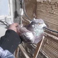 کفتر پرشی|پرنده|فردیس, شهرک ارم|دیوار