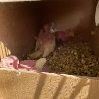 عروس هلندی لوتینو|پرنده|قرچک, قشلاق جیتو|دیوار