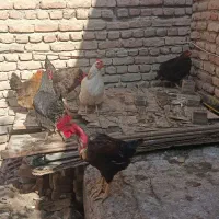 تخم مرغ نطفه|حیوانات مزرعه|اردبیل, |دیوار