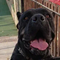 کنکورسو|سگ|تهران, شهرک چیتگر|دیوار