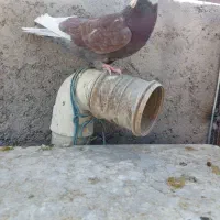 کفتر یجای|پرنده|قم, سید معصوم|دیوار