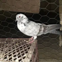 باسلام کبوتر تهرانی گمشده هرکس گرفته خریدرم