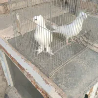 یک جفت کبوتر پاپری و کاکلی زیبا اعرابی|پرنده|اصفهان, طامه|دیوار