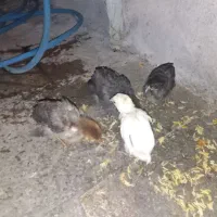 جوجه رنگی و محلی