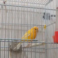 قناری نر بخون|پرنده|قم, پردیسان|دیوار