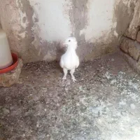 کفتر