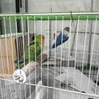 طوطی برزیلی مولد با بچه دو عدد