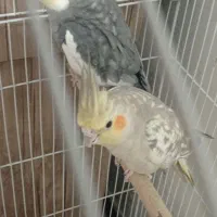 ۲ جفت عروس|پرنده|دوگنبدان, |دیوار