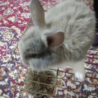 بچه خرگوش نیم لوپ|موش و خرگوش|کرمان, |دیوار