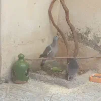 جوجه کبوتر کوهی گم شده