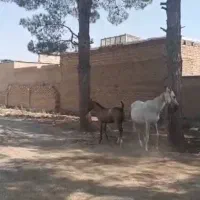 مادیون و کره نریون ترکی|اسب و تجهیزات اسب‌سواری|شیراز, رکن‌آباد|دیوار