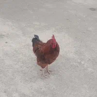 خروس
