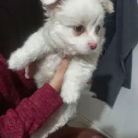 سگ شیتزو|سگ|بناب, |دیوار