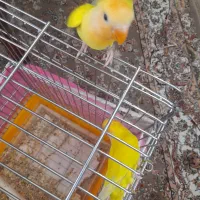 طوطی|پرنده|تهران, توحید|دیوار