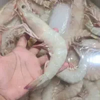 پاک کردن و رگ گیری میگو
