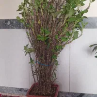 گل طبیعی|گل و گیاه طبیعی|بناب, |دیوار