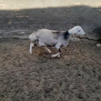 بره قوچی