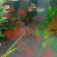 اکواریوم با وسایل و ماهی