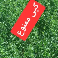 بذر آمریکایی|خدمات باغبانی و درختکاری|بهبهان, |دیوار