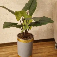 گل بابا آدم