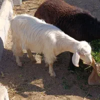 بز پرشیر و بزغاله چاق|حیوانات مزرعه|آذرشهر, |دیوار