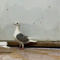 کفتر ماده پشت کاکلی