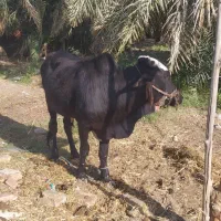 گاو نر