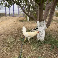 دو عدد خروس گلین یکساله