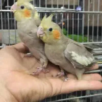 عروس هلندی اهویی