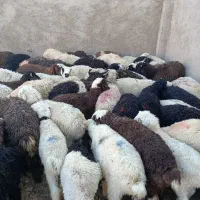 بره نر پای پروا