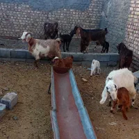 بز زایده جوان 5راس