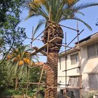 هرس فونیکس. لاوسون . شمشاد|خدمات باغبانی و درختکاری|نوشهر, |دیوار