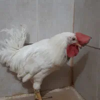 خروس سرحال|حیوانات مزرعه|قم, نخودی|دیوار