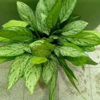 گل های زیبا از همه مدل