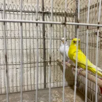 مرغ عشق هلندی|پرنده|قشم, |دیوار